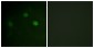 CDK1/CDC2 (Phospho-Thr14) Antibody